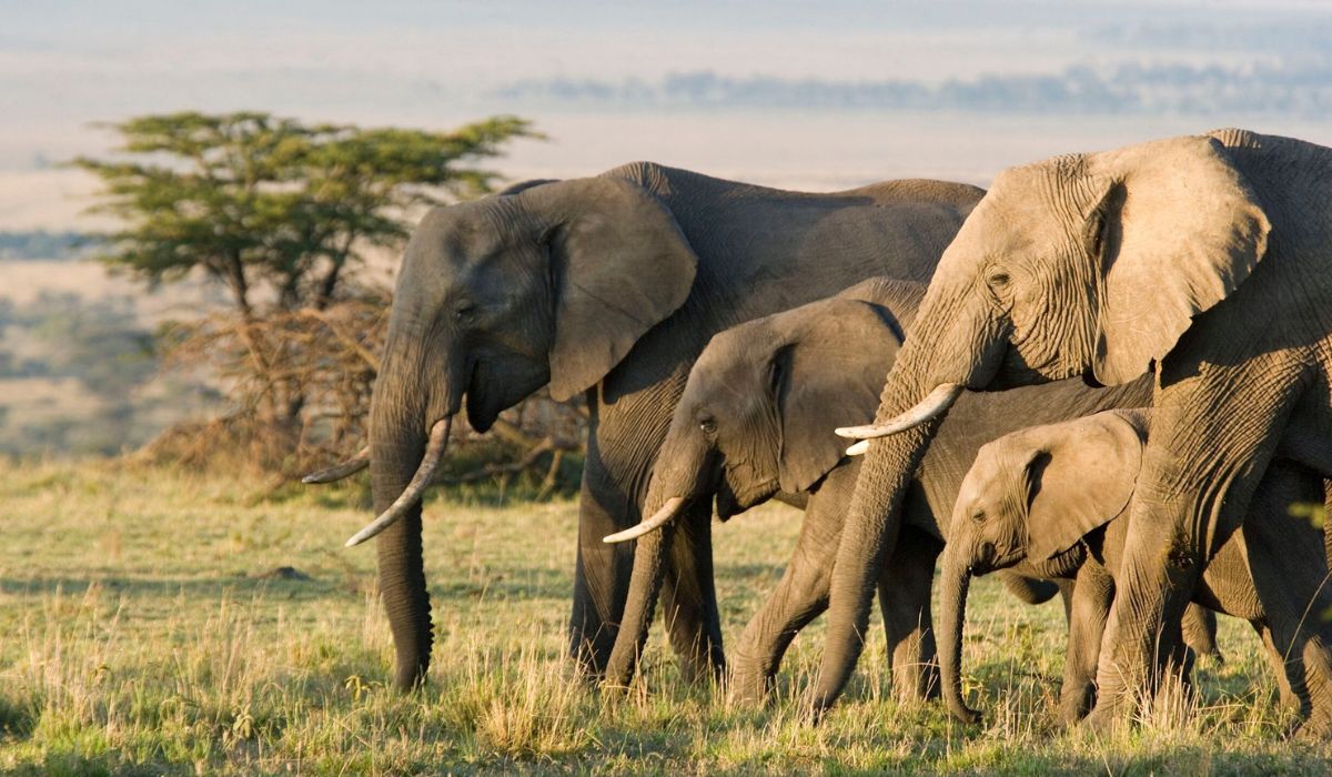 Zimbabwe Plans to Eliminate 200 Elephants Due to Food Shortages